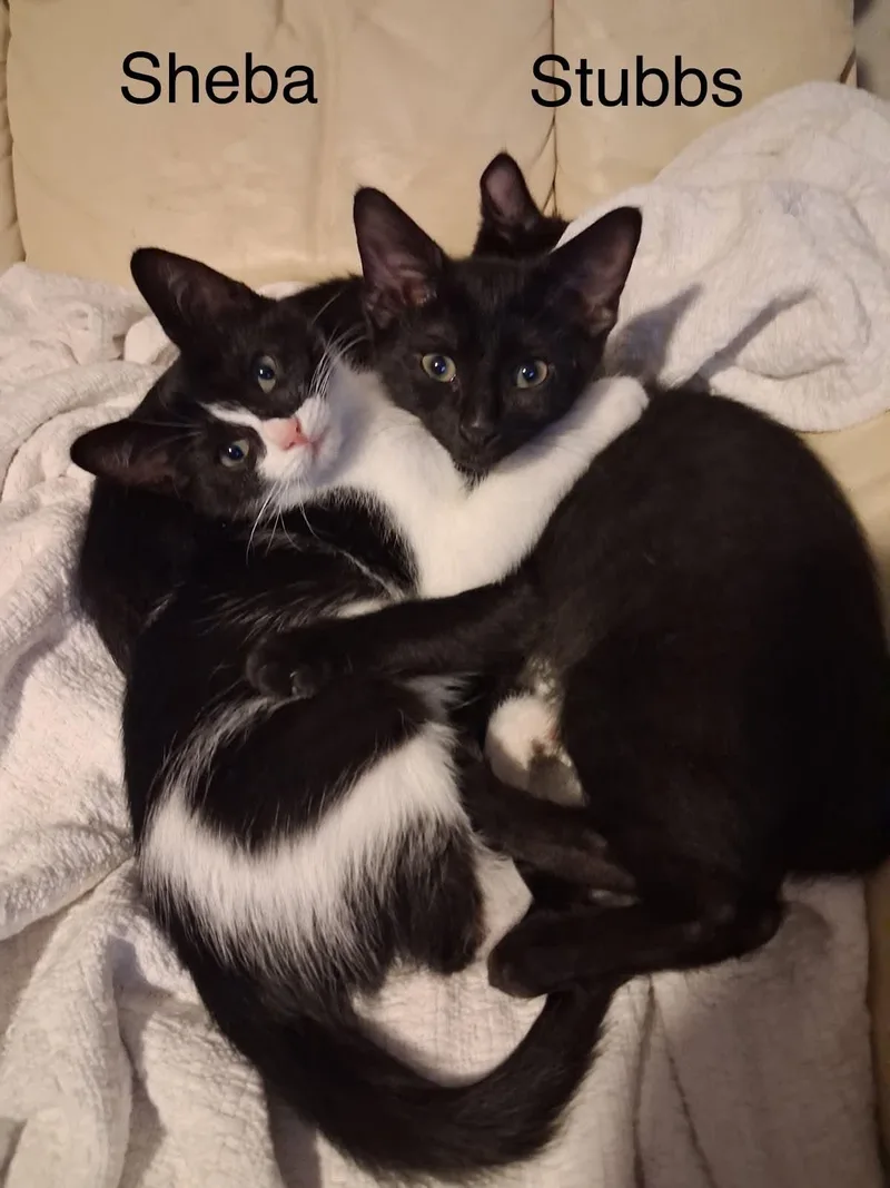 Stubbs and Sheba thumbnail 2