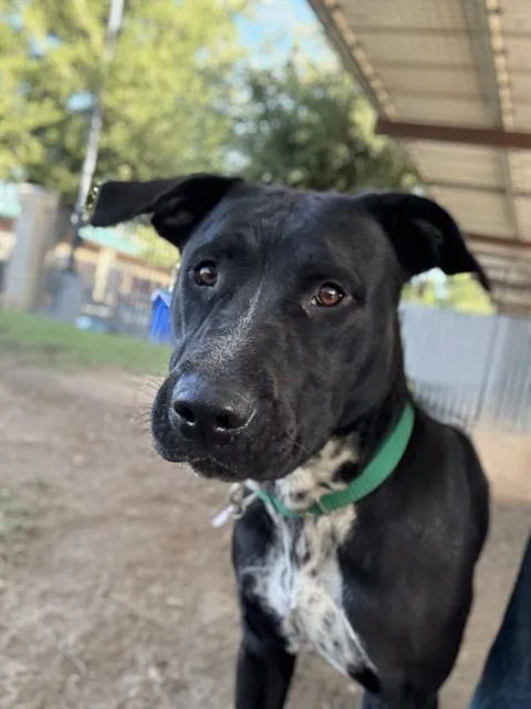 An adult medium-sized female Pit Bull Terrier dog named Sweetpea for adoption in Riverside, CA