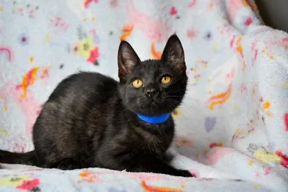 An adult small-sized male Domestic Short Hair cat named Del for adoption in Yakima, WA