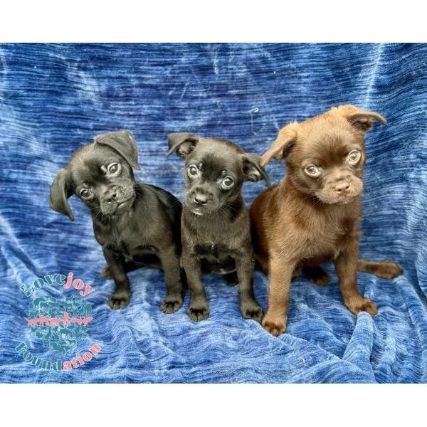 A baby small-sized female Black Chug dog named Dopey for adoption in Inglewood, CA