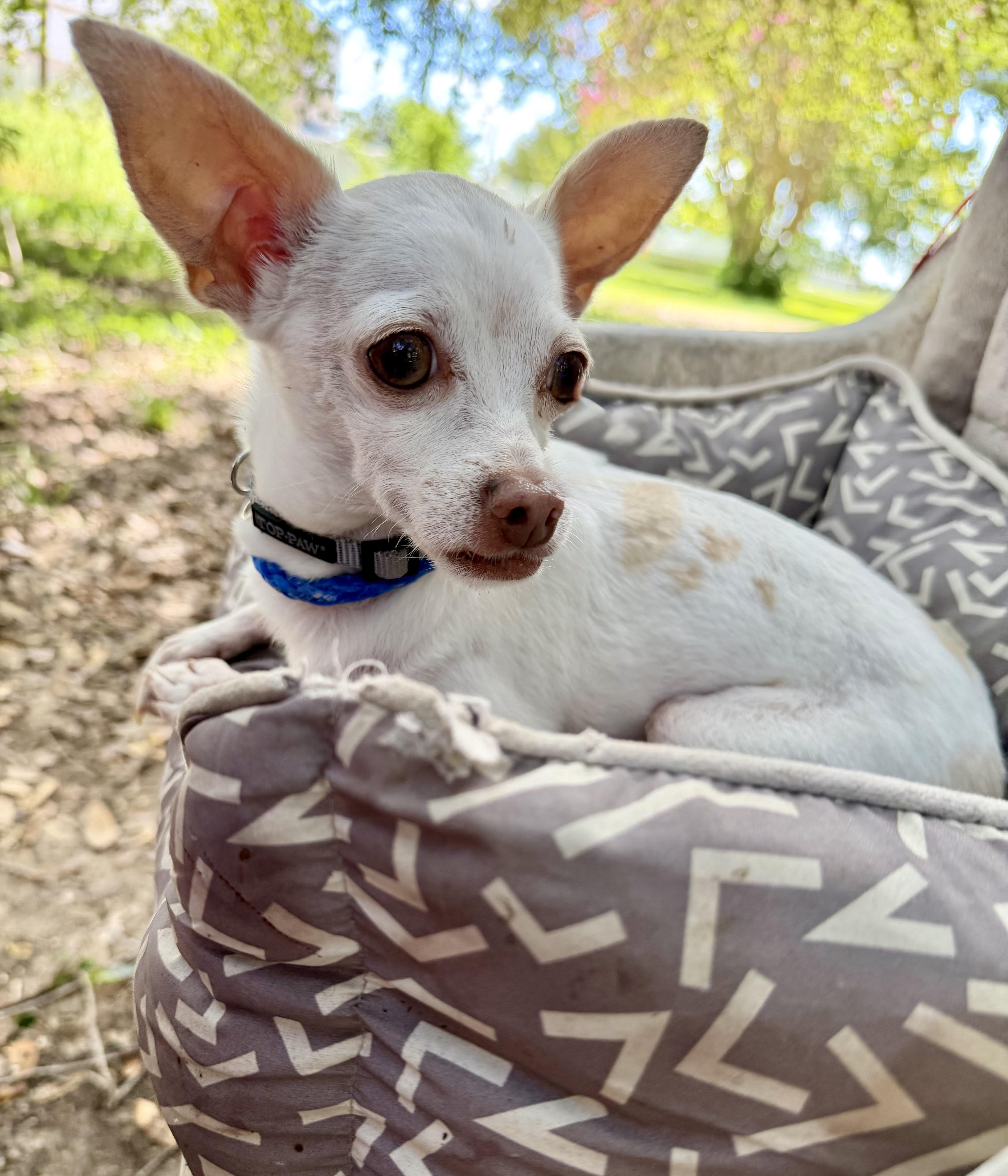 An adult small-sized male White / Cream Chihuahua dog named Toad BRT for adoption in Missouri City, TX