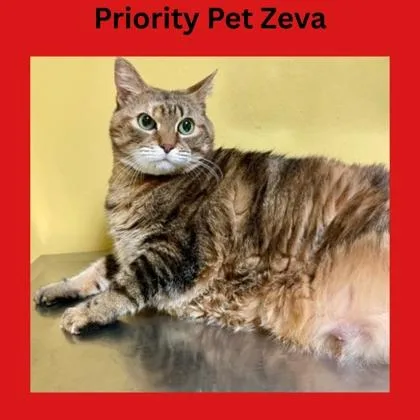 Zeva  `a Priority