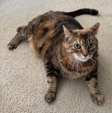 Zeva  `a Priority thumbnail 2