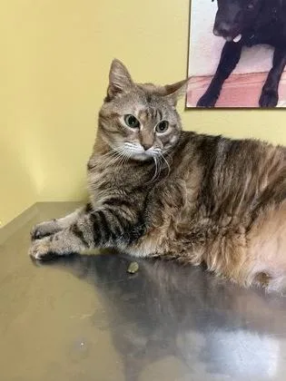 Zeva  `a Priority thumbnail 3