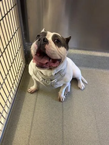 An adult large-sized female American Bulldog dog named Cony for adoption in San Martin, CA