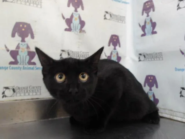A baby small-sized female Domestic Short Hair cat named Sophie for adoption in Orlando, FL