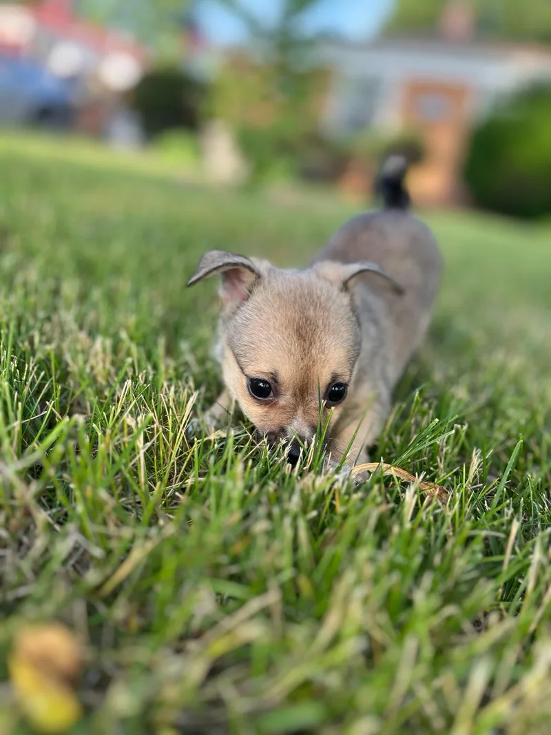 A baby medium-sized female Chihuahua dog named Jr Mint for adoption in Hillside, IL