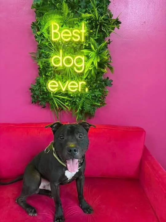 A young medium-sized male Black Pit Bull Terrier dog named Newt for adoption in Buffalo, NY