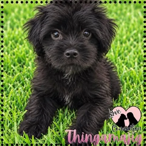 A baby small-sized female Havanese dog named Thingamajig for adoption in Gilbert, AZ