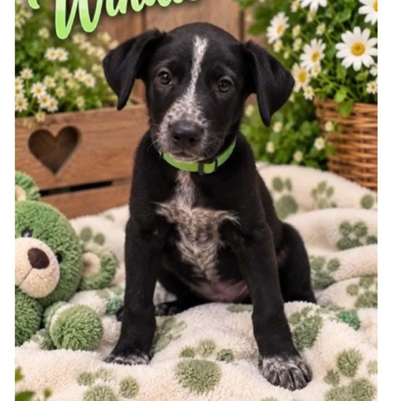 Winnie