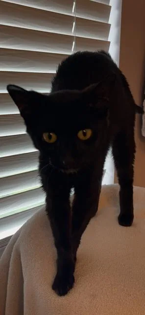 An adult medium-sized female Black Domestic Short Hair cat named Sparkle for adoption in Wheaton, IL