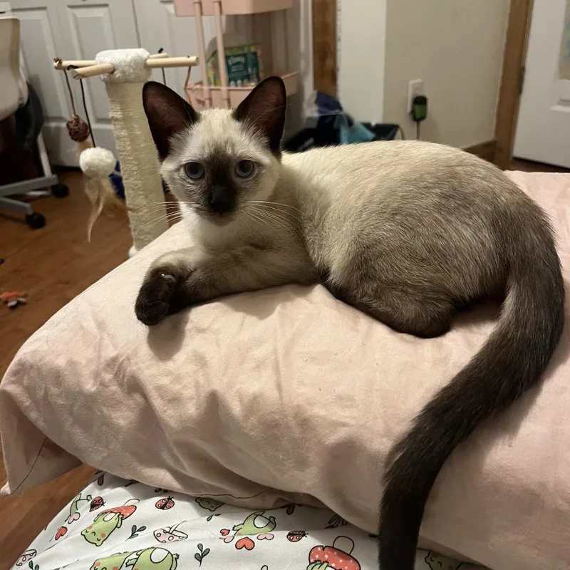 A baby small-sized female White Domestic Short Hair cat named Noodles for adoption in Port Richey, FL