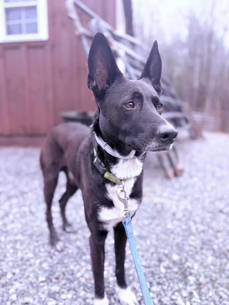 Apollo