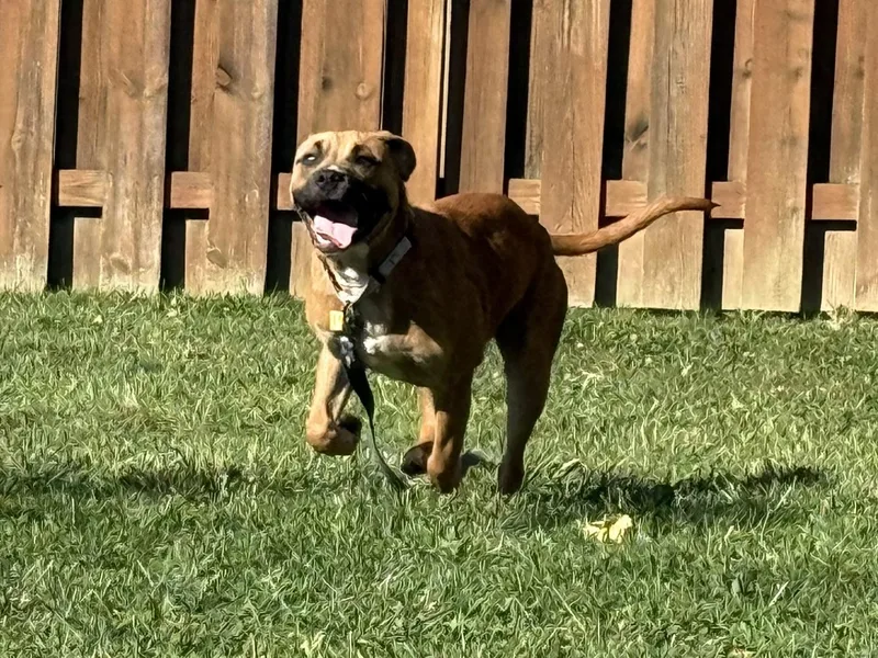 A baby medium-sized female Boxer dog named Pumpkin for adoption in Cleveland, OH