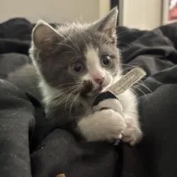 A baby small-sized male Gray / Blue / Silver Domestic Short Hair cat named Asher for adoption in Birdsboro, PA