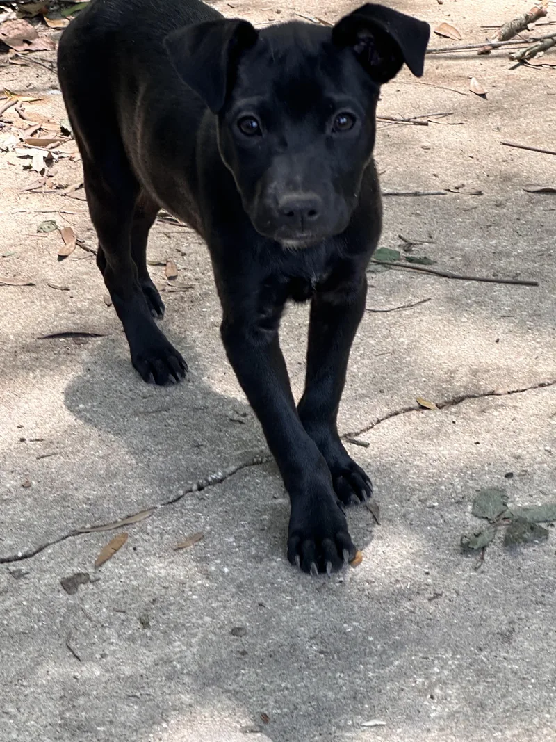 A baby small-sized male Australian Cattle Dog / Blue Heeler dog named Echo for adoption in Parrish, FL