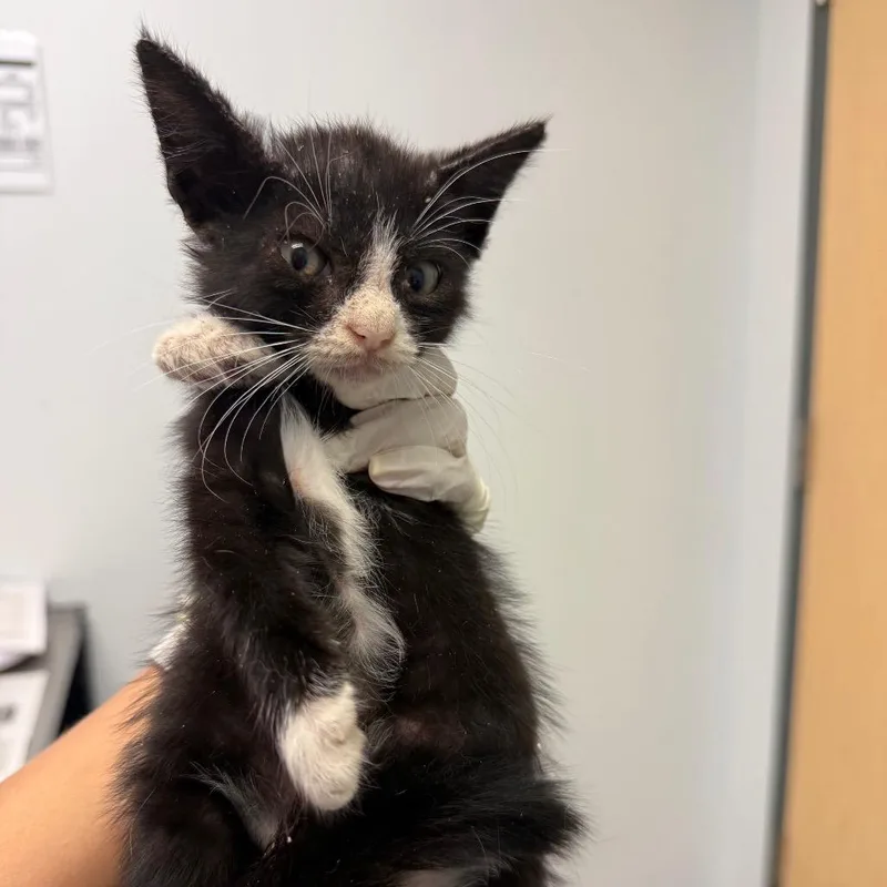 A baby small-sized female Black Domestic Short Hair cat named Rosco for adoption in Jacksonville, FL