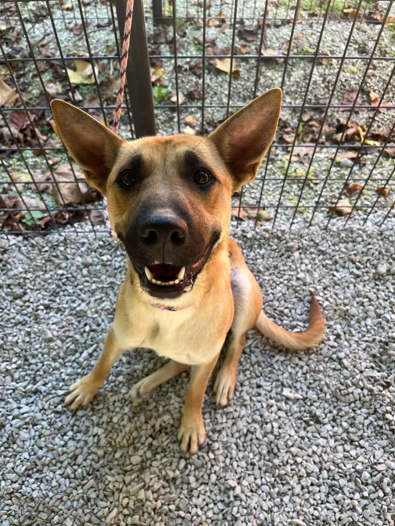 An adult medium-sized female Yellow / Tan / Blond / Fawn Australian Cattle Dog / Blue Heeler dog named Lucy for adoption in Ona, WV