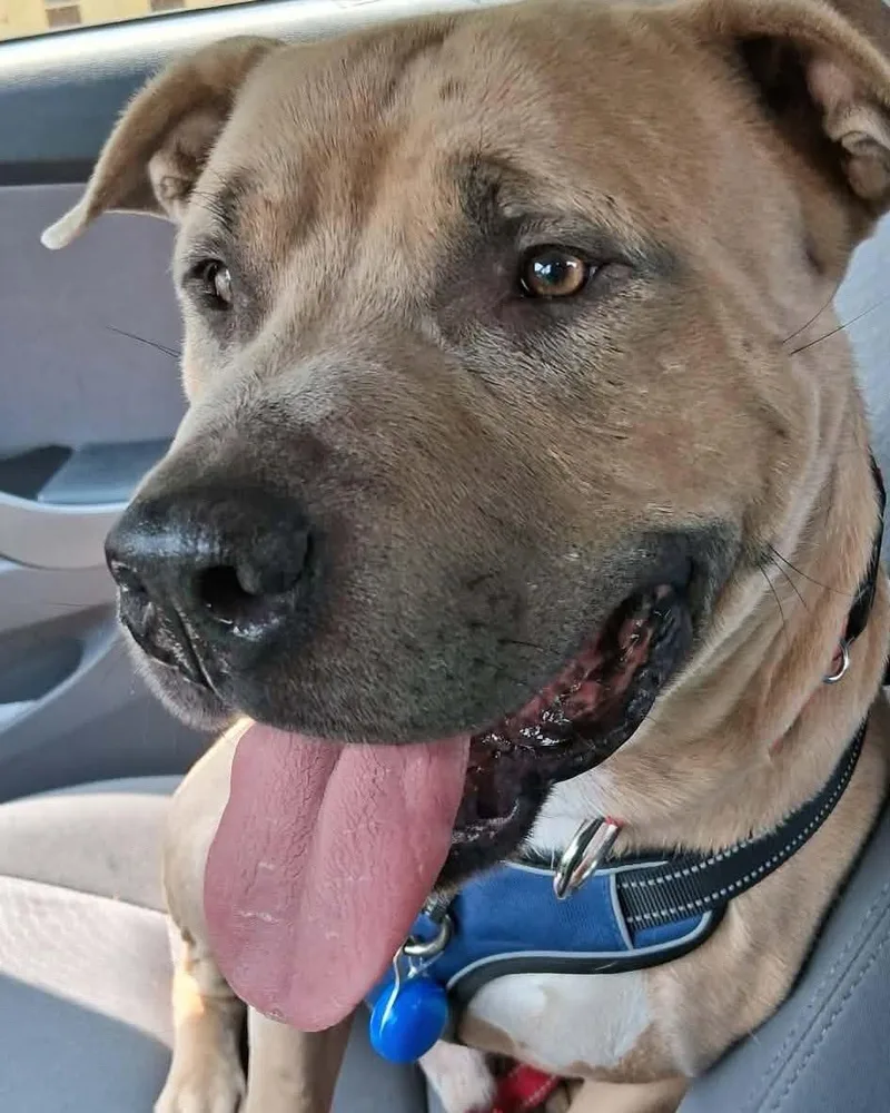 An adult medium-sized male Golden American Staffordshire Terrier dog named Clyde for adoption in Sheboygan, WI