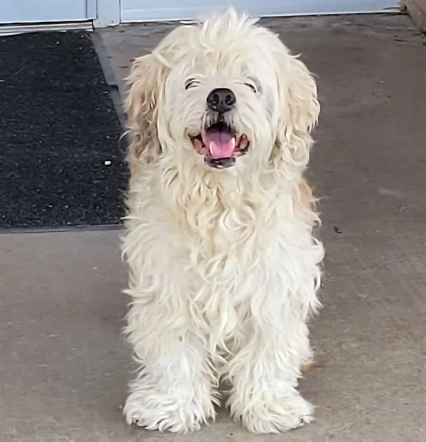 Moppy