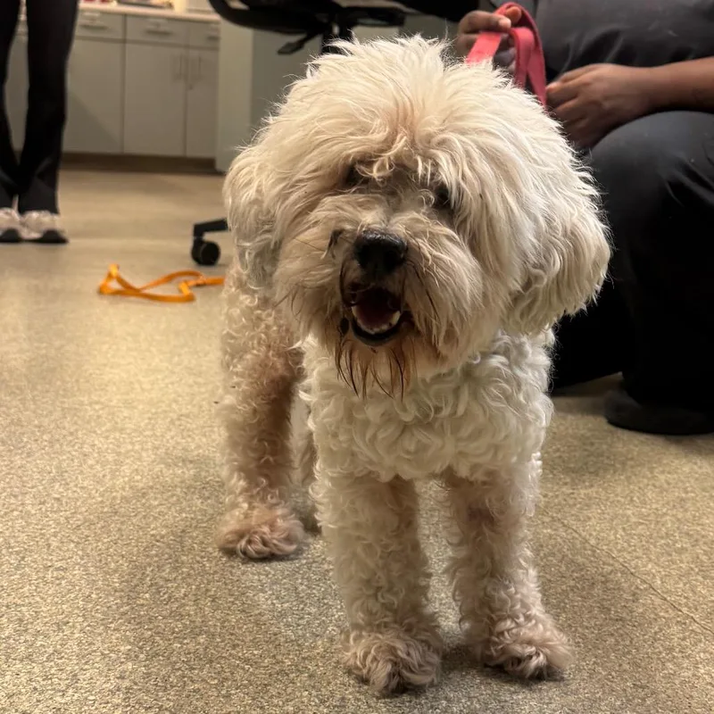 A senior small-sized male Mixed Breed dog named Mr. Scruffleton for adoption in Jacksonville, FL