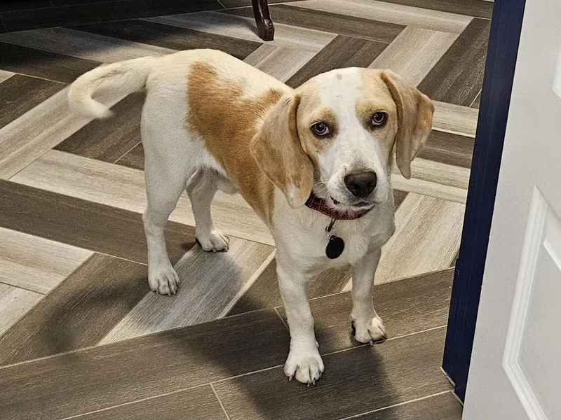 A young medium-sized male Beagle dog named Zephyr for adoption in Portland, OR