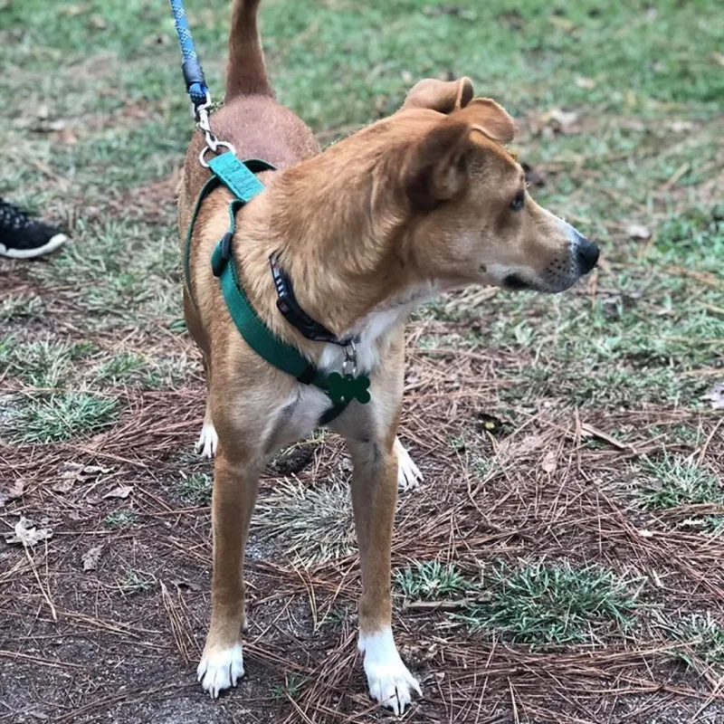 A senior medium-sized female Yellow / Tan / Blond / Fawn Whippet dog named Shiloh for adoption in Freeport, FL