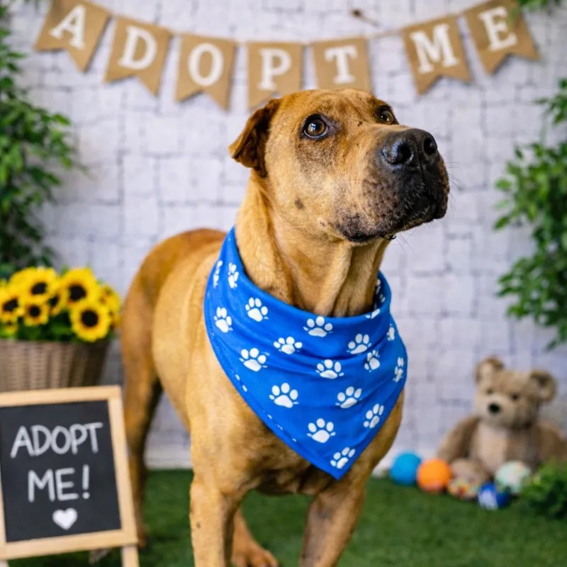 An adult large-sized male Golden Shar-Pei dog named Cash for adoption in Allen, TX