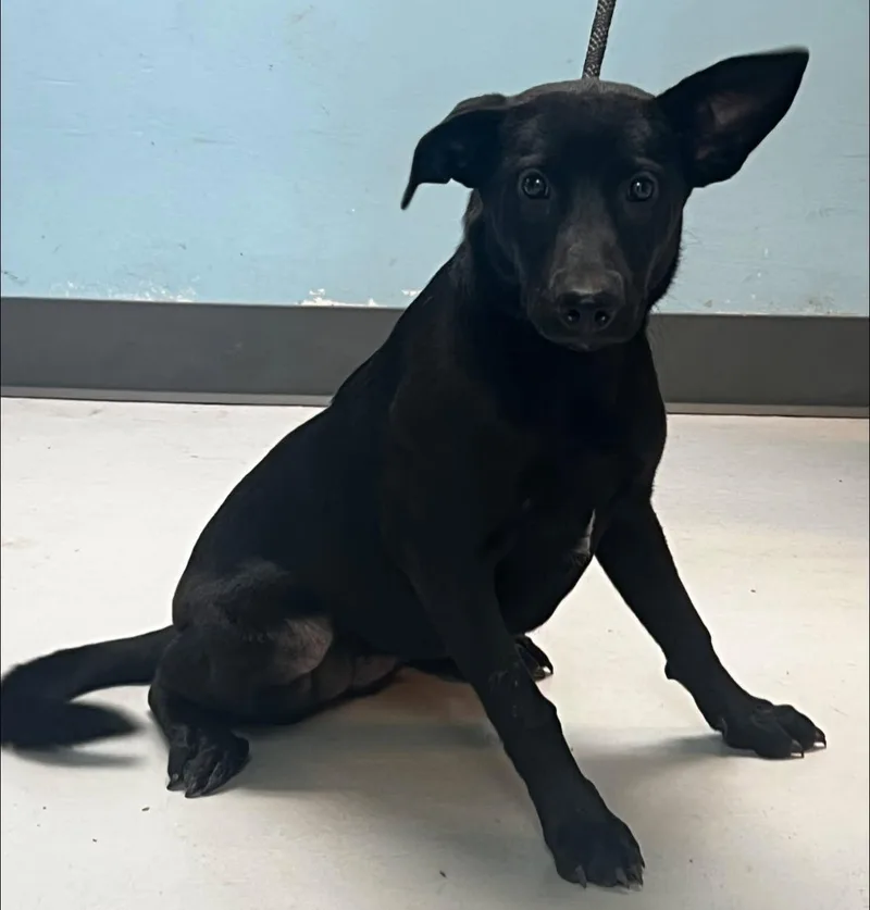 A baby medium-sized female Labrador Retriever dog named Karlie for adoption in Pryor, OK