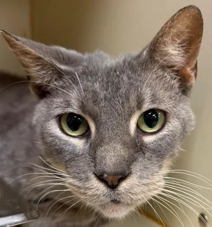 An adult medium-sized male Domestic Short Hair cat named Winky for adoption in Madison, NJ
