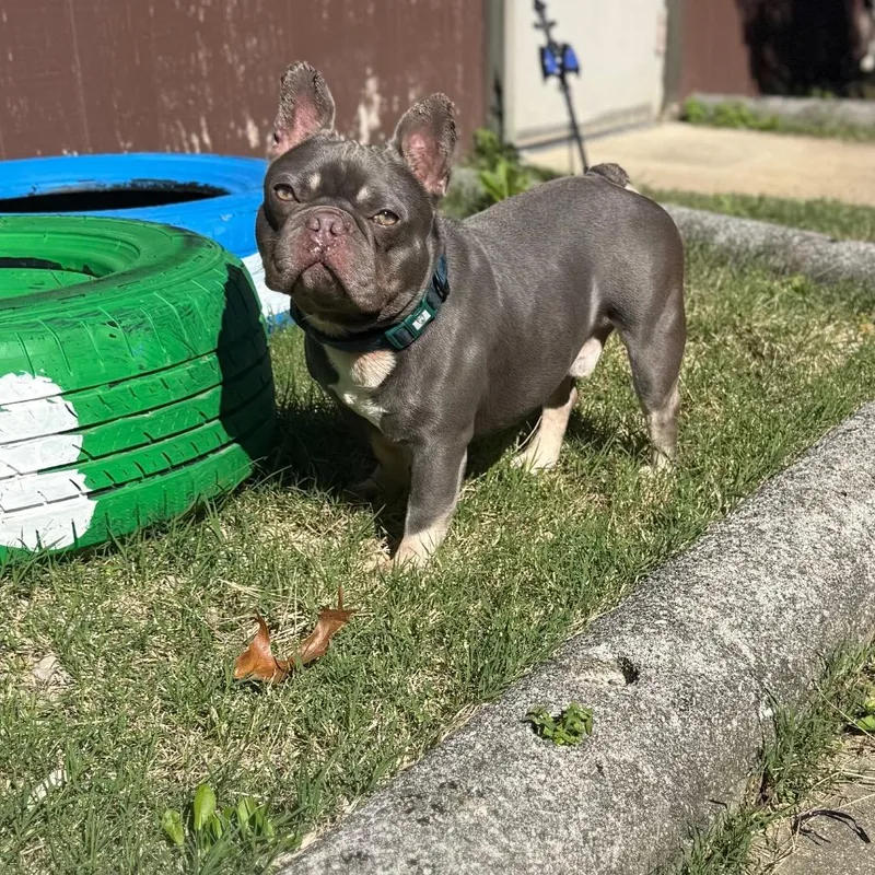 An adult medium-sized male French Bulldog dog named Cheshire for adoption in Waldorf, MD