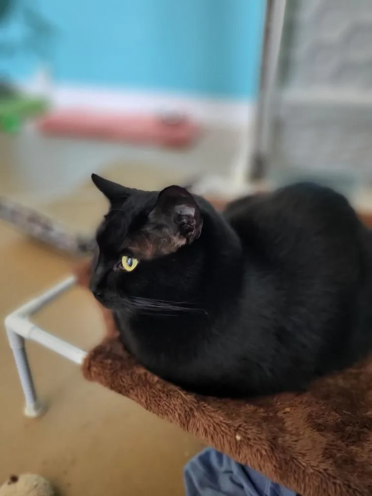 An adult medium-sized male Black Domestic Short Hair cat named George aka Smokey George for adoption in Germantown, OH