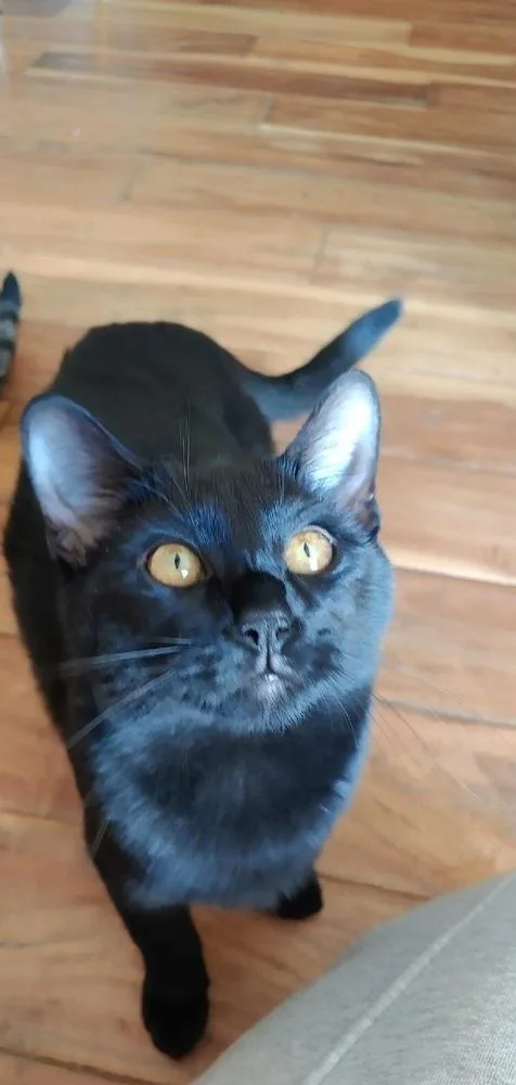 George aka Smokey George thumbnail 3