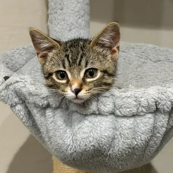 A baby small-sized female Brown / Chocolate Domestic Short Hair cat named Fawn for adoption in Pleasanton, CA