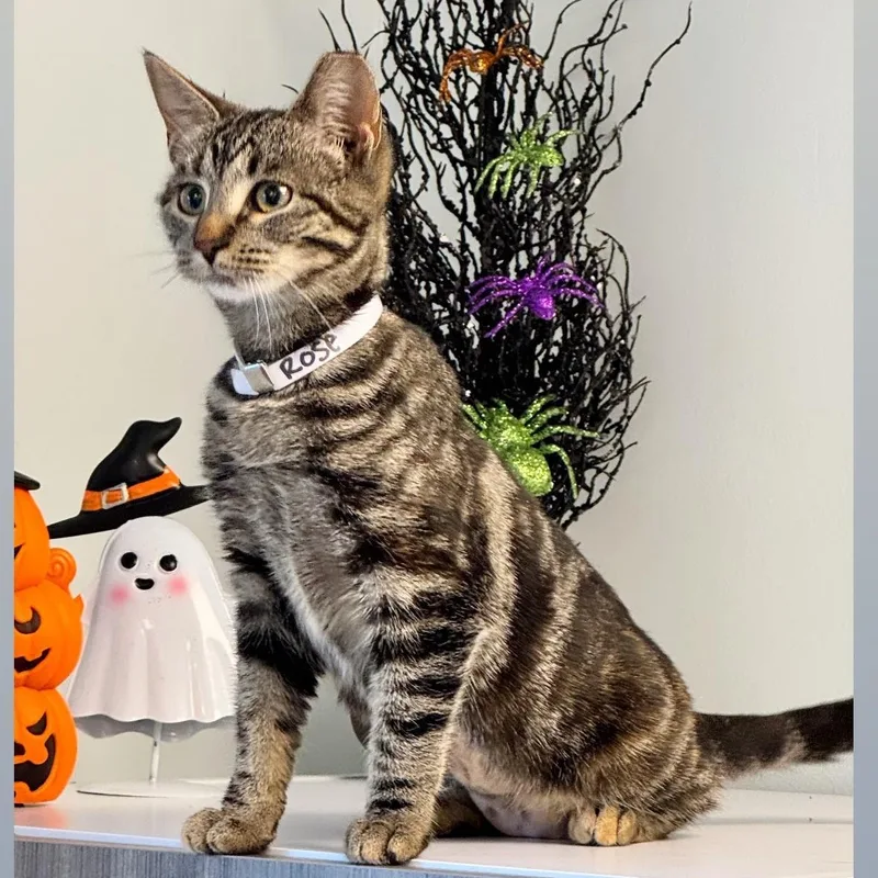 A young medium-sized female Domestic Short Hair cat named Rose for adoption in Syosset, NY