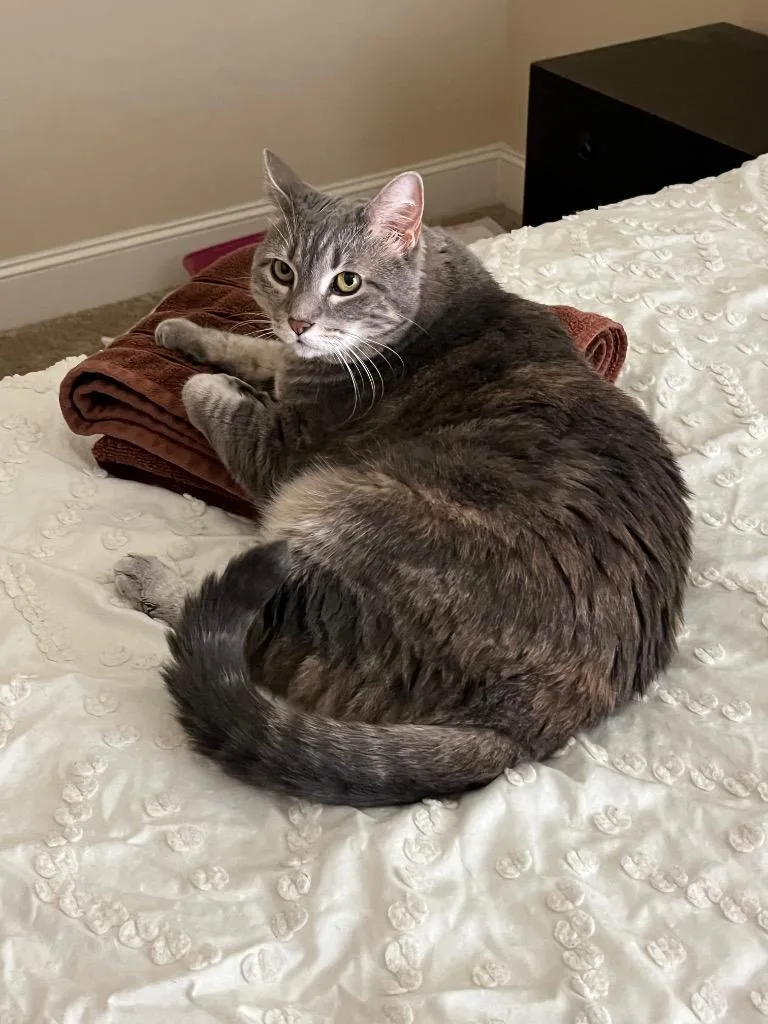 A senior medium-sized female Domestic Short Hair cat named Rosie for adoption in Spring, TX