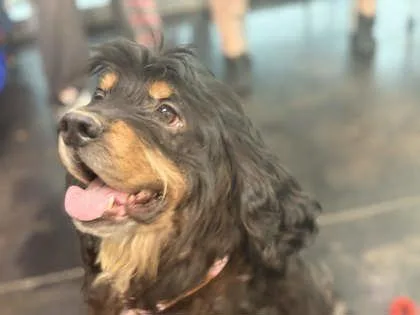 An adult medium-sized male Mixed Breed dog named Rosco Dash for adoption in Memphis, TN