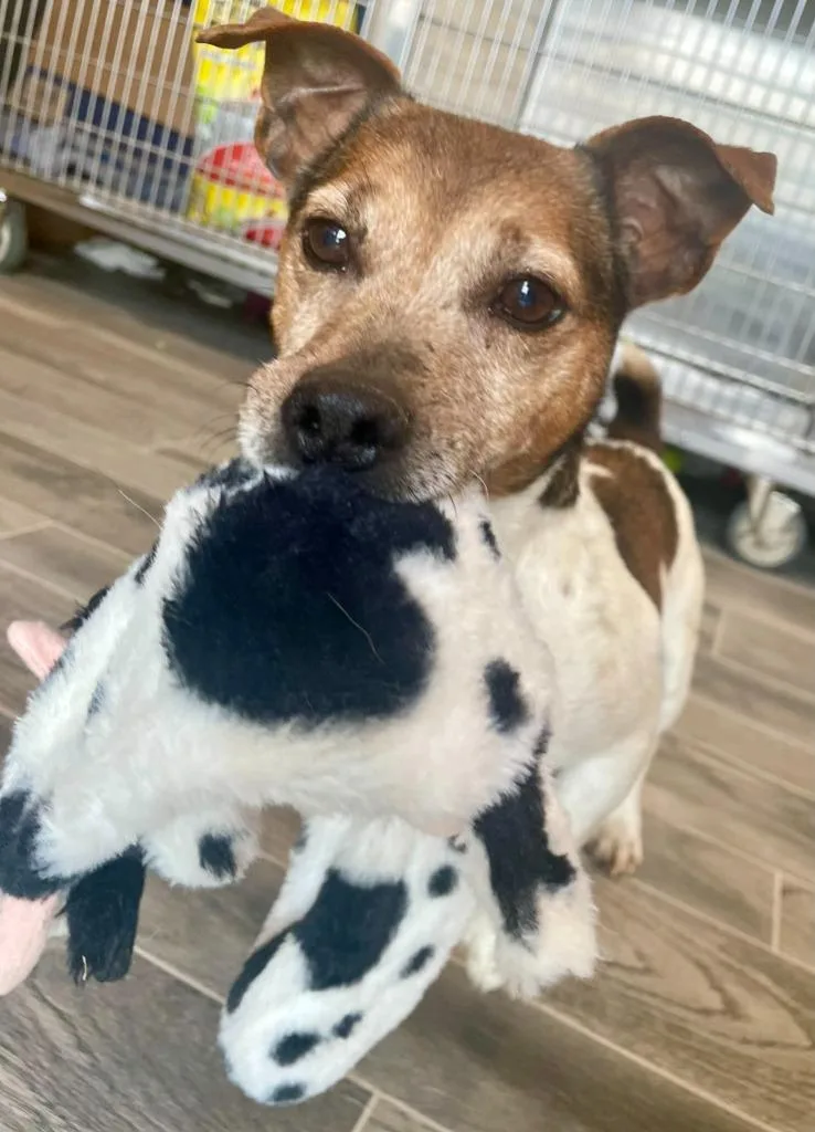 A senior large-sized male Jack Russell Terrier dog named Walter White for adoption in Nashville, GA