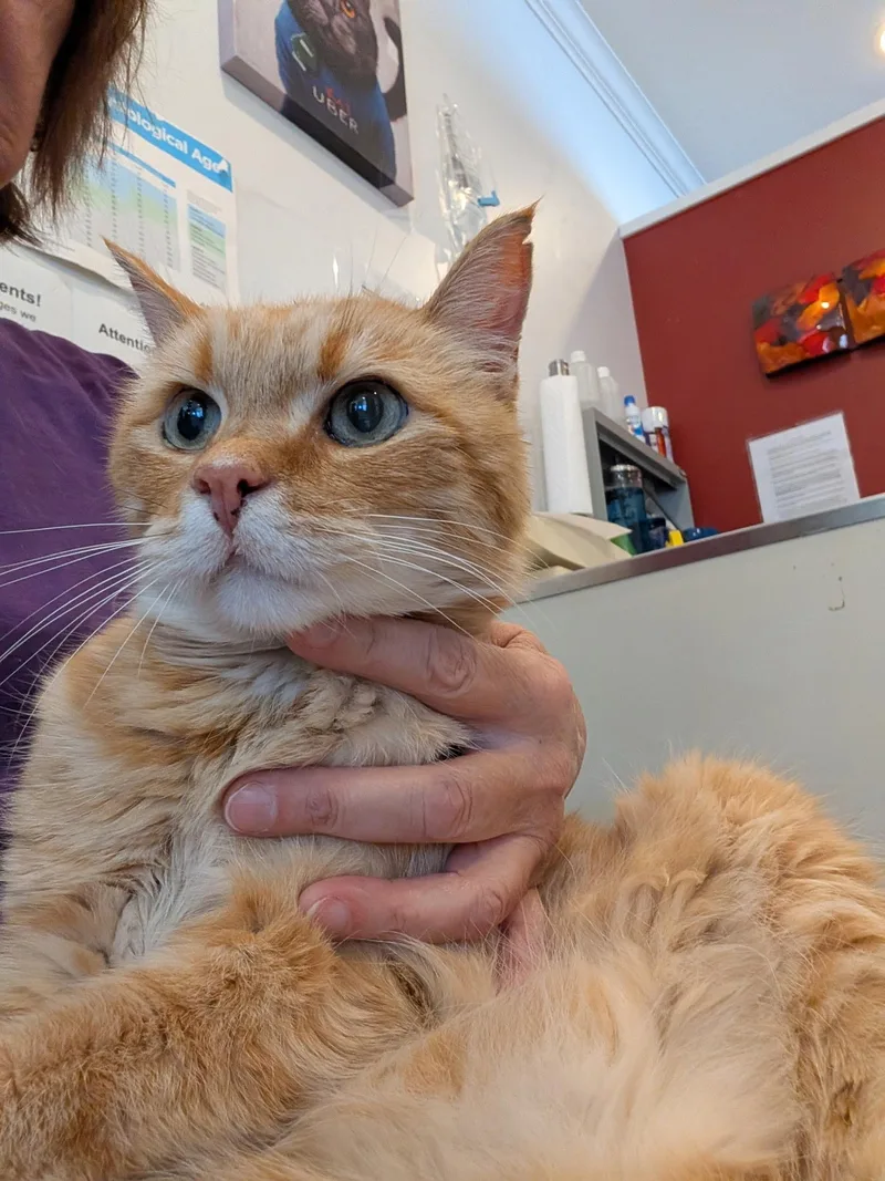 A senior medium-sized male Orange / Red American Shorthair cat named Beltran for adoption in Medford, MA