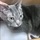 An adult large-sized female Gray / Blue / Silver Domestic Short Hair cat named Mindy for adoption in St. Augustine, FL