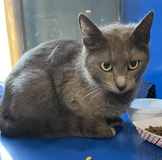 A young small-sized female Domestic Short Hair cat named A for adoption in Westminster, MD