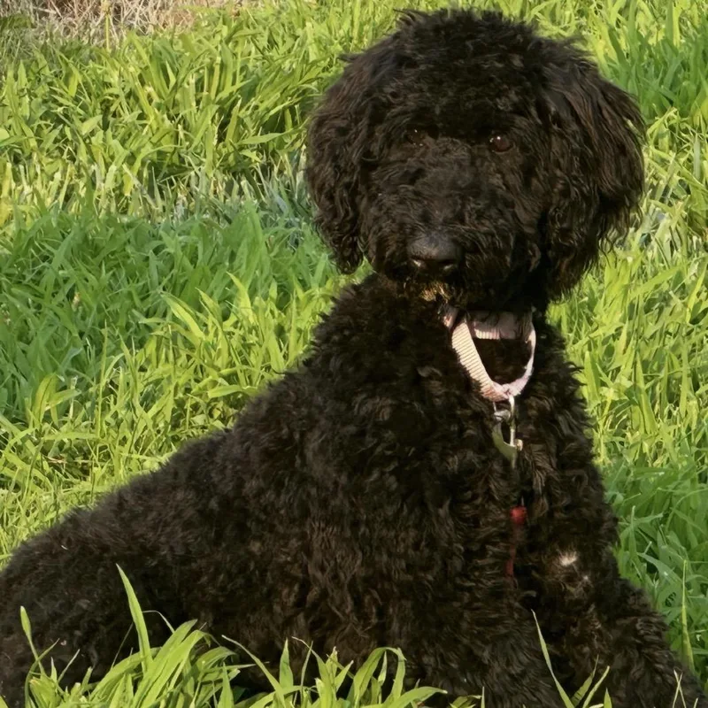 A young medium-sized female Black Standard Poodle dog named Juni for adoption in Benton City, WA