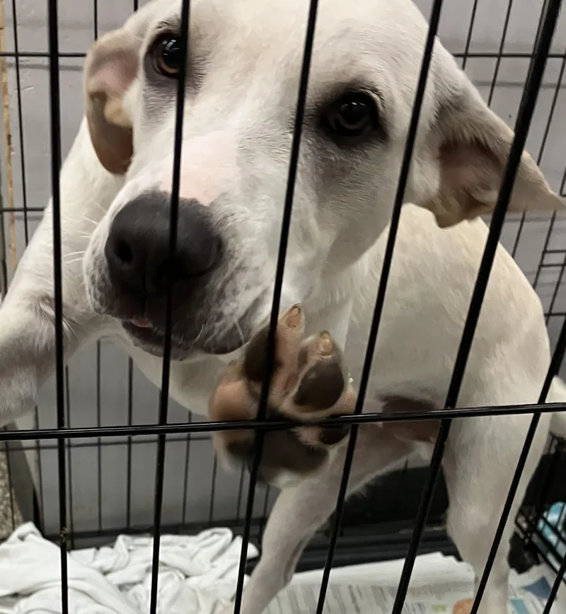 A baby extra large-sized male White / Cream Hound dog named Larry for adoption in Parma, OH