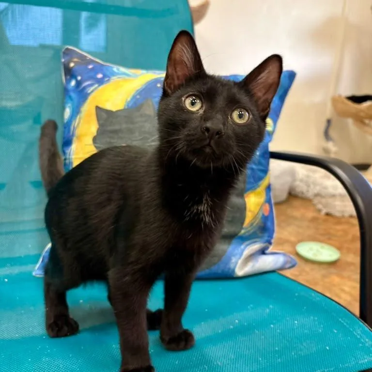 A baby small-sized male Black Domestic Short Hair cat named Kygo for adoption in Hamburg, NY