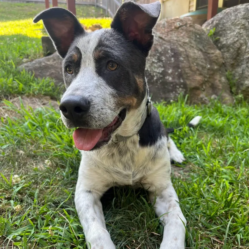 A young medium-sized male Mixed Breed dog named Gus for adoption in Cranston, RI
