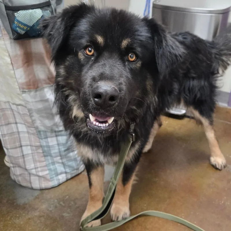 An adult medium-sized male Black Anatolian Shepherd dog named Stray Hold Totoro for adoption in Albuquerque, NM