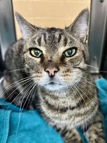 Dr. Pinto Bean thumbnail 2