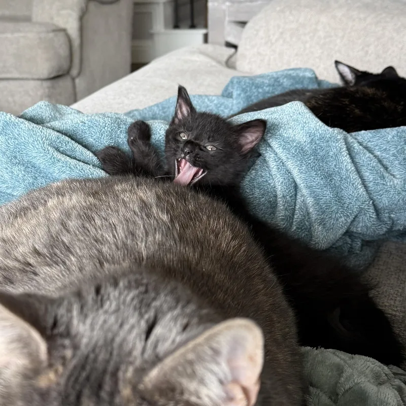 A baby medium-sized female Black Bombay cat named Lottie for adoption in Parker, TX