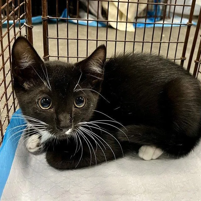A baby small-sized male Black Domestic Short Hair cat named Pepper for adoption in Tavares, FL