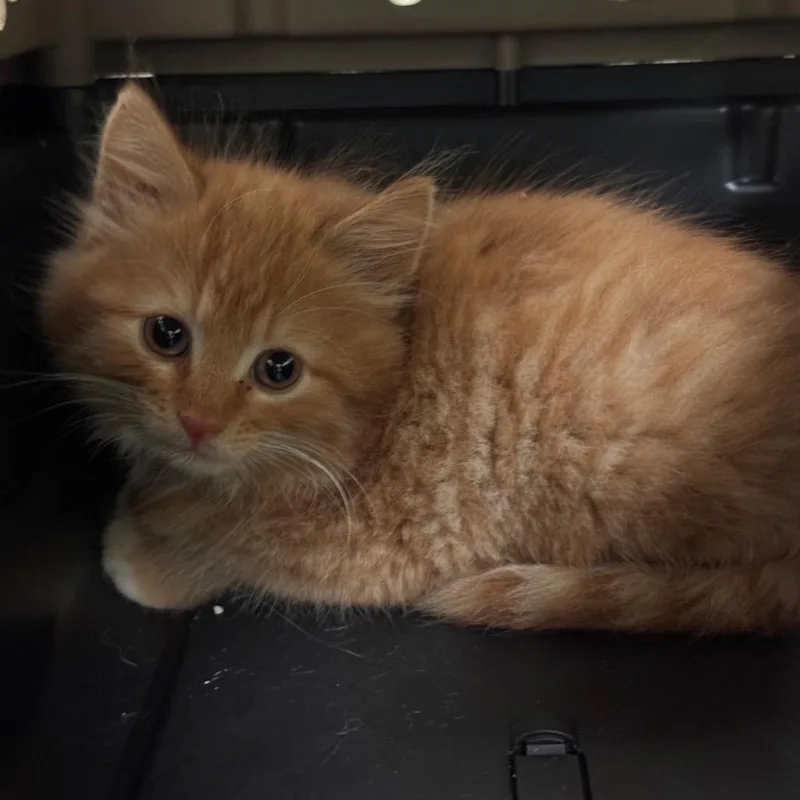 A baby small-sized male Orange / Red Domestic Medium Hair cat named Tiggy for adoption in Lynchburg, VA